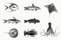 Marine life and fish species psd vintage illustration set