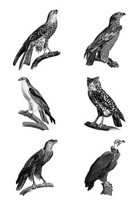 Birds of prey vintage owl and eagle vector illustration set