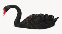 Black swan, animal photo on white background