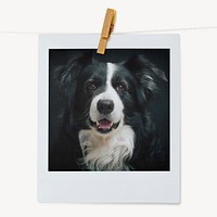 Shepherd dog, pet portrait, instant photo image