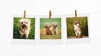 Cute puppies mood board, pet instant photos