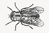 Fly, insect drawing, vintage illustration. Free public domain CC0 image.