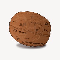 Walnut clipart, illustration vector. Free public domain CC0 image.