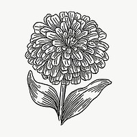 Zinnia flower drawing, illustration vector. Free public domain CC0 image.