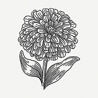 Zinnia flower drawing, illustration psd. Free public domain CC0 image.