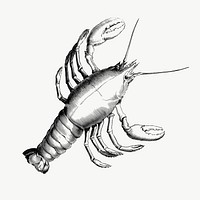 Lobster drawing, illustration vector. Free public domain CC0 image.