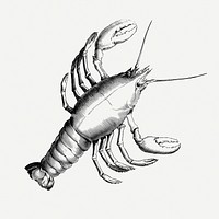 Lobster drawing, illustration psd. Free public domain CC0 image.