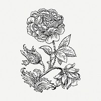Wild rose drawing, illustration psd. Free public domain CC0 image.