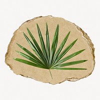 Palm leaf branch, ripped paper collage element
