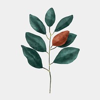 Watercolor magnolia leaf psd vintage drawing clipart