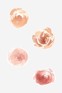 Rose and peony flowers watercolor illustrations set