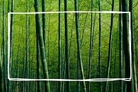 Bamboo forest.