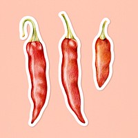 Organic food psd chili drawing illustration