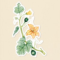 Blooming pumpkin flower psd botanical illustration