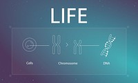 Cells DNA and chromosome in the frame graphics