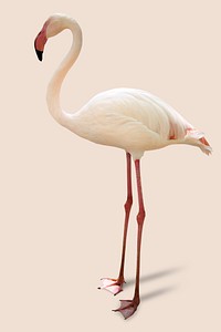 White flamingo on a beige background 