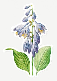 Daylily flower sticker design resource 