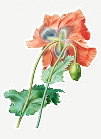 Poppy flower sticker design resource 