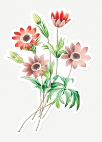 Broad leaved anemone sticker design resource 