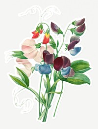 Sweet pea flowers sticker design resource 