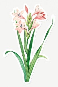 Sword lily flower sticker design resource 