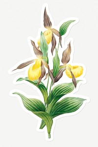 Yellow lady slipper sticker design resource 