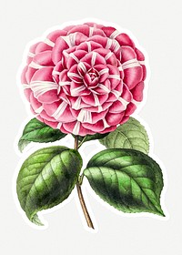 Hand drawn pink camellia flower sticker with a white border