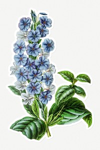 Hand drawn eranthemum flower sticker with a white border