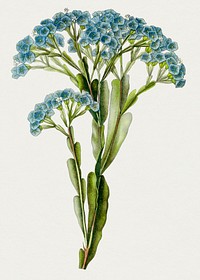 Hand drawn blue statice flower. Original from Biodiversity Heritage Library. Digitally enhanced by rawpixel.