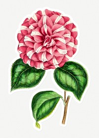 Hand drawn pink camellia flower sticker with a white border