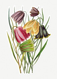 Hand drawn fritillaries flower sticker with a white border