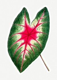 Hand drawn Caladium Rosebud leaf sticker with a white border