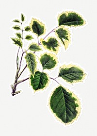 Hand drawn aralia guilfoylei plant sticker with a white border