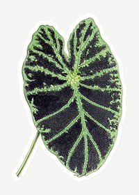 Hand drawn colocasia black beauty leaf sticker with a white border