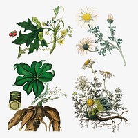 Vector botanical plant set illustrations