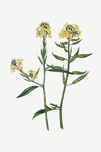 Botanical psd mustard plant vintage sketch