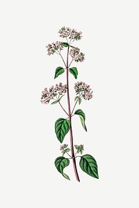 Vector botanical oregano plant illustration