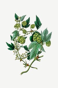 Vector botanical common hop plant illustration