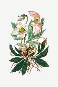 Vector botanical hellebore plant illustration