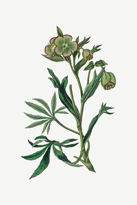 Botanical dungwort plant vector illustration