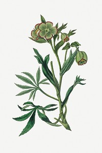 Vintage botanical hellebore plant illustration