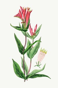 Vector botanical Indian pink plant illustration