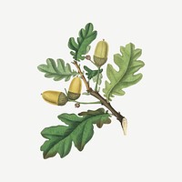 Vector botanical oak plant illustration