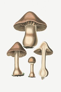 Botanical psd mushroom fungus vintage sketch