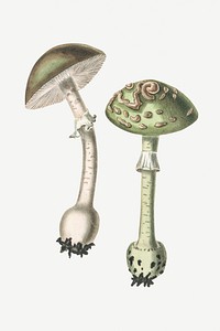 Botanical vintage mushroom fungus illustration