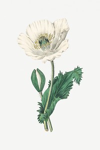 Botanical white flower vintage illustration