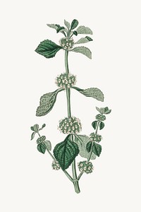 Botanical psd white horehound plant vintage sketch