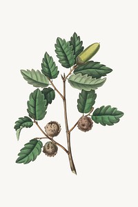 Botanical quercus infectoria plant illustration