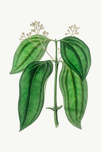 Vector botanical cinnamon plant and leafs illustrations
