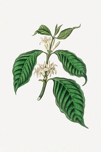 Vintage arabica coffee psd plant sketch